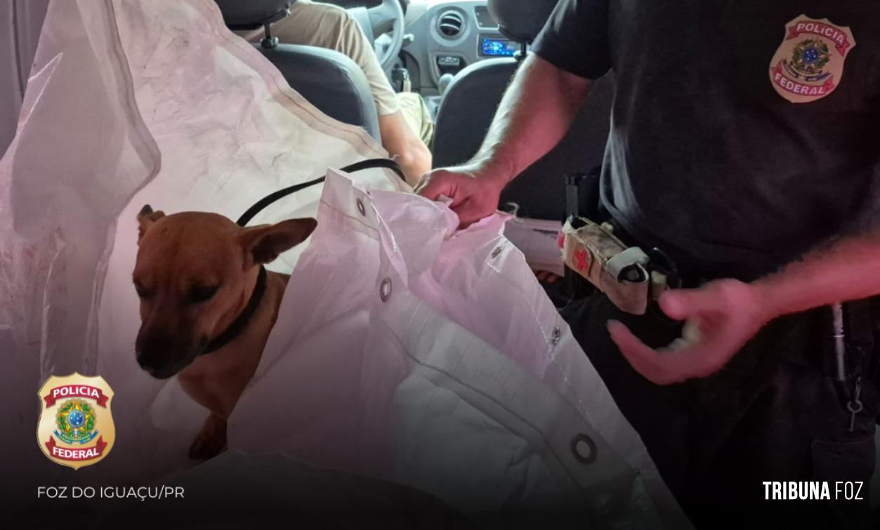 Policiais Federais realizam resgate de cão atropelado na BR277 em Santa Terezinha de Itaipu Policiais Federais realizam resgate de cão atropelado na BR277 em Santa Terezinha de Itaipu