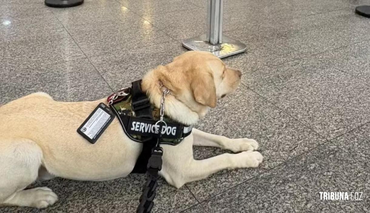 Família não consegue embarcar pela 2ª vez com cão de serviço e criança autista sofre com a falta do animal Família não consegue embarcar pela 2ª vez com cão de serviço e criança autista sofre com a falta do animal
