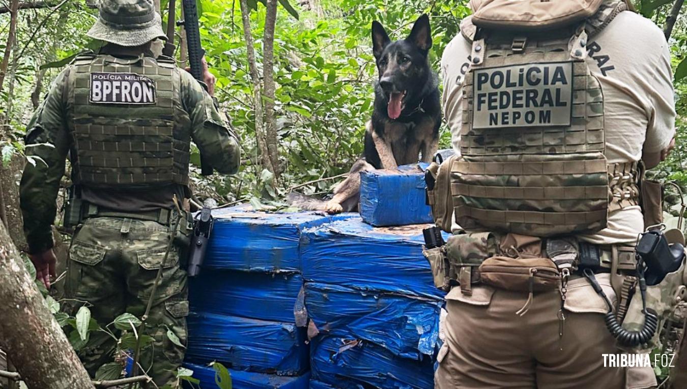PF e PM e PC apreendem 1.190 Kg de maconha na área rural de Santa Helena PF e PM e PC apreendem 1.190 Kg de maconha na área rural de Santa Helena