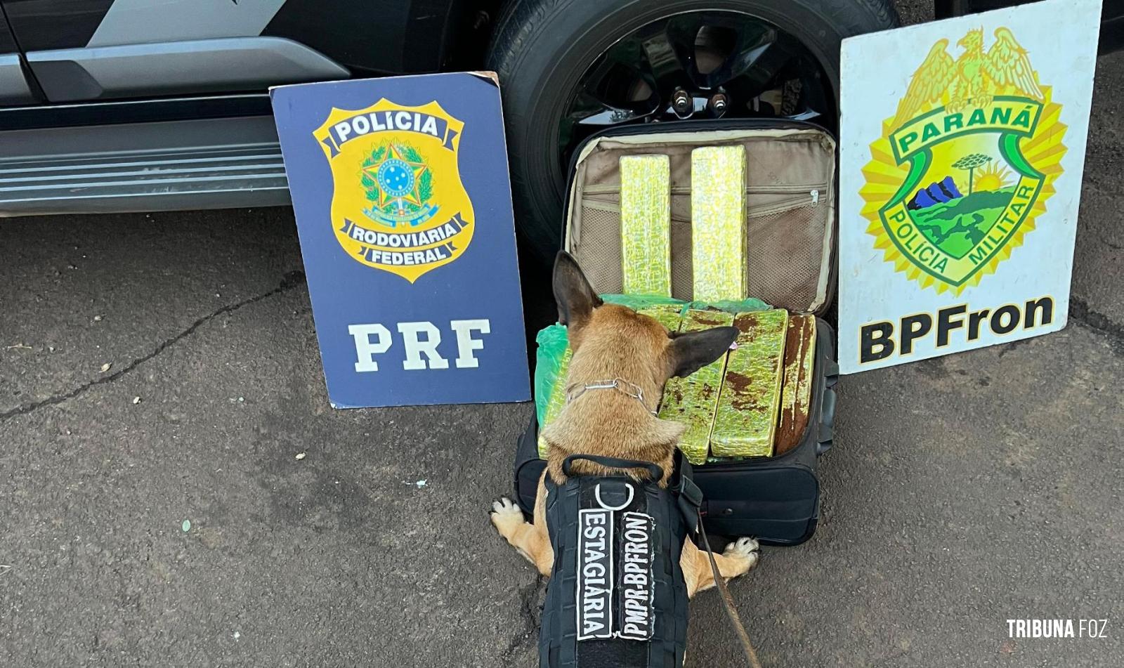 BPFRON e PRF prendem homem com mala carregada com maconha em Santa Terezinha de Itaipu BPFRON e PRF prendem homem com mala carregada com maconha em Santa Terezinha de Itaipu