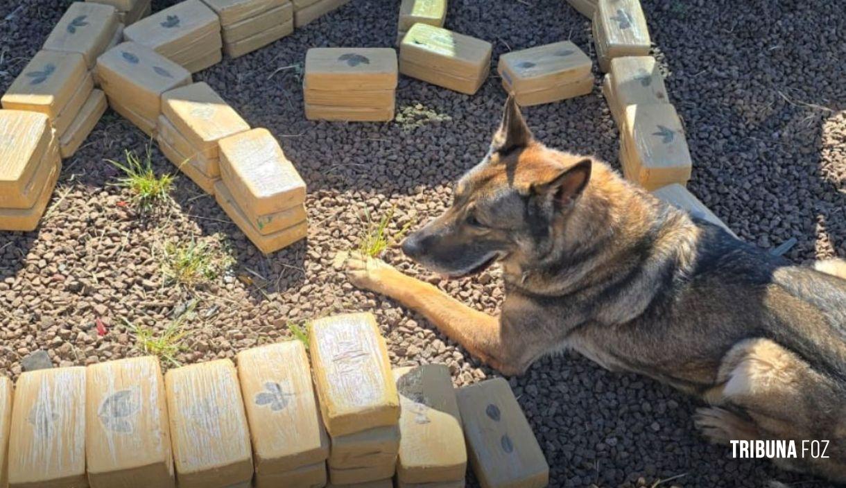 Cão policial Drogo se aposenta após 7 anos de serviço na Policia Federal em Foz do Iguaçu Cão policial Drogo se aposenta após 7 anos de serviço na Policia Federal em Foz do Iguaçu