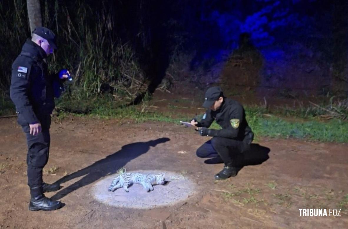 Gato do mato é encontrado morto após ser atropelado em Puerto Esperanza Gato do mato é encontrado morto após ser atropelado em Puerto Esperanza