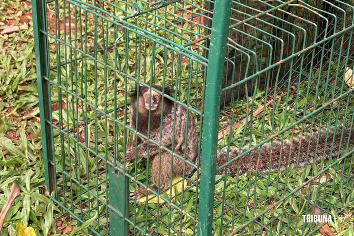 IAT captura dois saguis-de-tufos-pretos em Foz do Iguaçu, espécie exótica na região IAT captura dois saguis-de-tufos-pretos em Foz do Iguaçu, espécie exótica na região