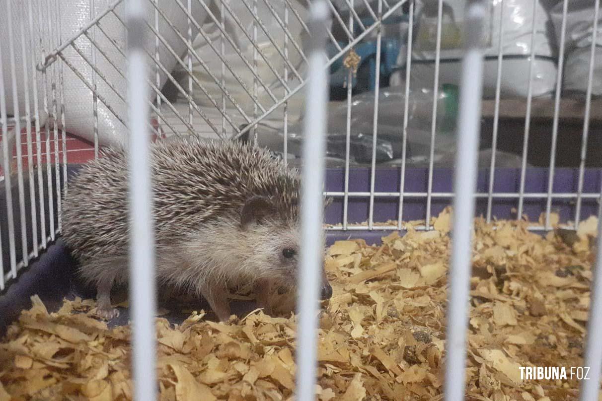 Ouriços e tartarugas são resgatados pelo IAT de criadouro irregular na cidade de Marechal Cândido Rondon Ouriços e tartarugas são resgatados pelo IAT de criadouro irregular na cidade de Marechal Cândido Rondon