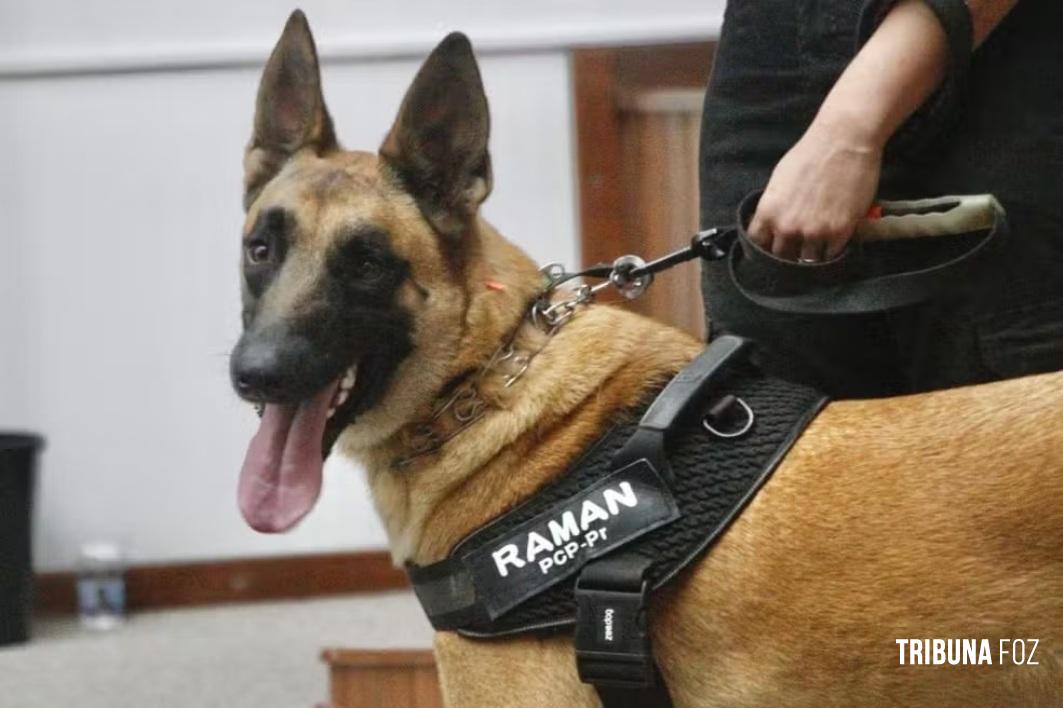 Primeiro cão perito da Polícia Científica auxilia investigações sobre homicídios e outros crimes no Paraná Primeiro cão perito da Polícia Científica auxilia investigações sobre homicídios e outros crimes no Paraná
