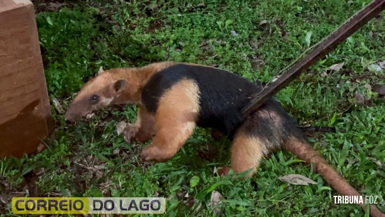 Tamanduá-mirim é resgatado pela Defesa Civil em propriedade rural de Santa Helena e devolvido ao habitat natural Tamanduá-mirim é resgatado pela Defesa Civil em propriedade rural de Santa Helena e devolvido ao habitat natural