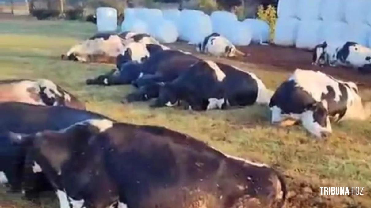 32 vacas eletrocutadas no interior de Marechal Cândido Rondon 32 vacas eletrocutadas no interior de Marechal Cândido Rondon