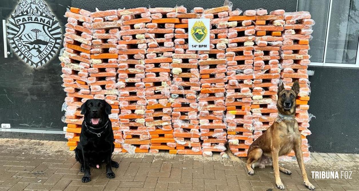 Canis da PM do Paraná causam prejuízo de R$ 900 milhões ao crime em dois anos Canis da PM do Paraná causam prejuízo de R$ 900 milhões ao crime em dois anos