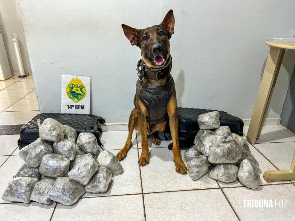 CHOQUE/CANIL da PM apreende maconha tipo capulho em duas malas em ônibus interestadual em São Miguel do Iguaçu
