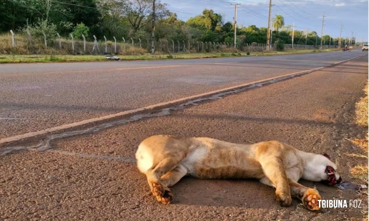 Onça-parda morre atropelada na Ruta PY-07 em Hernandárias no Paraguai Onça-parda morre atropelada na Ruta PY-07 em Hernandárias no Paraguai