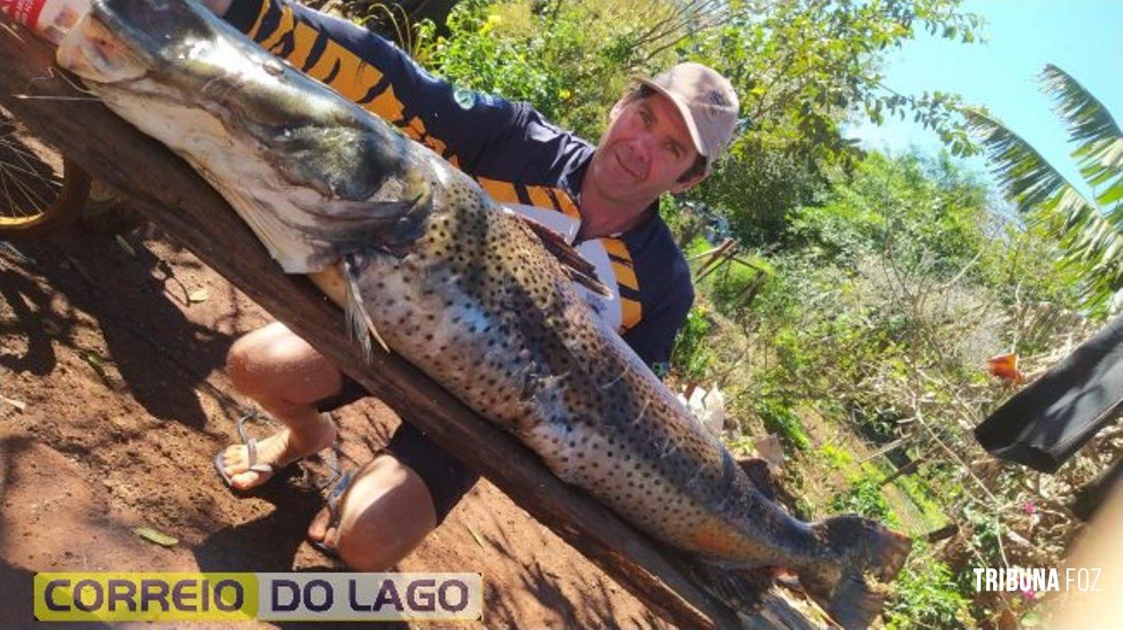 Pintado de 49 Kg é capturado no Lago de Itaipu por pescador em Santa Helena