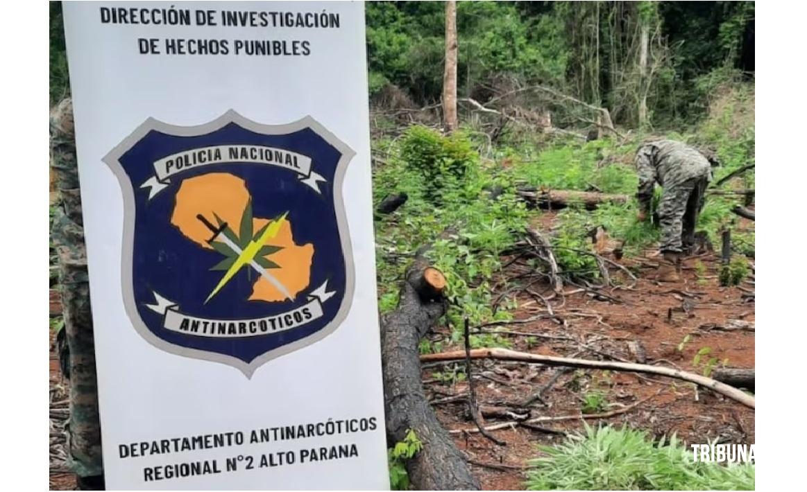 Policiais do Departamento Antinarcóticos destroem plantação de cinco hectares de maconha em Ytakyry Policiais do Departamento Antinarcóticos destroem plantação de cinco hectares de maconha em Ytakyry
