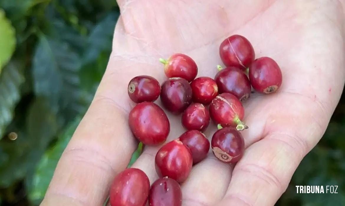 China habilita 183 empresas brasileiras a exportar café para o país China habilita 183 empresas brasileiras a exportar café para o país