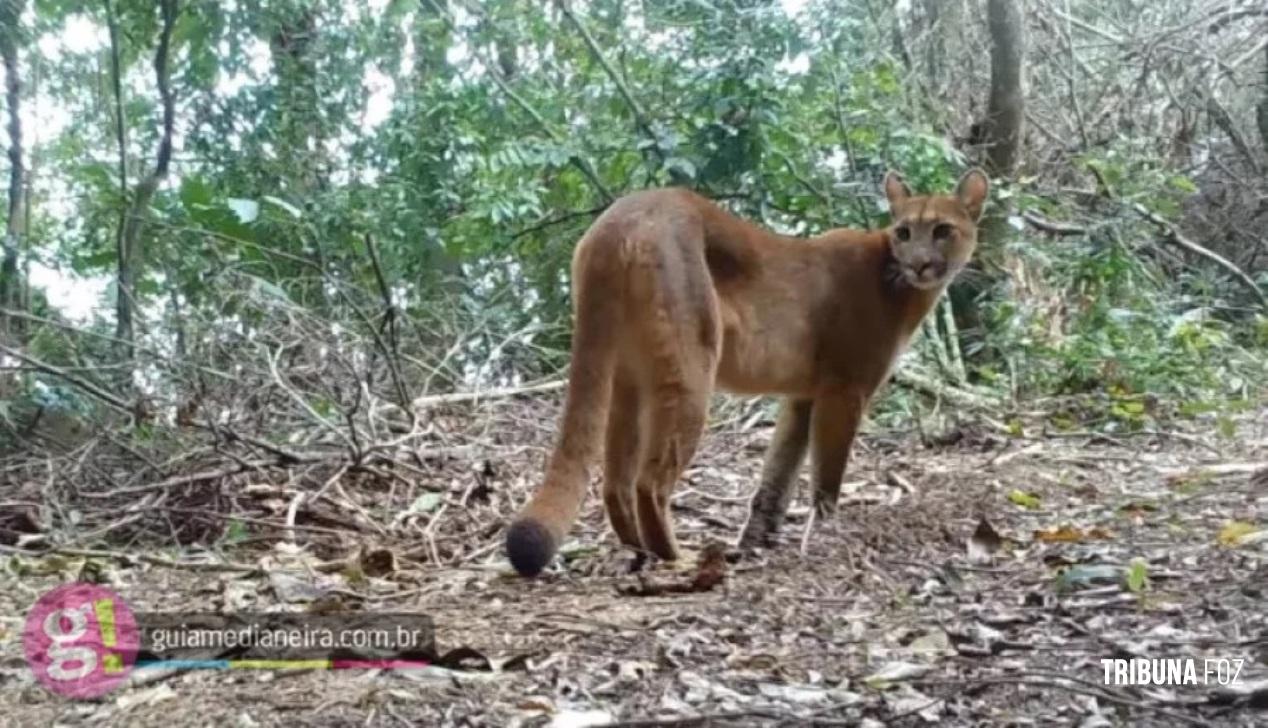 Onça parda é confirmada como responsável por ataque a ovelha em Medianeira