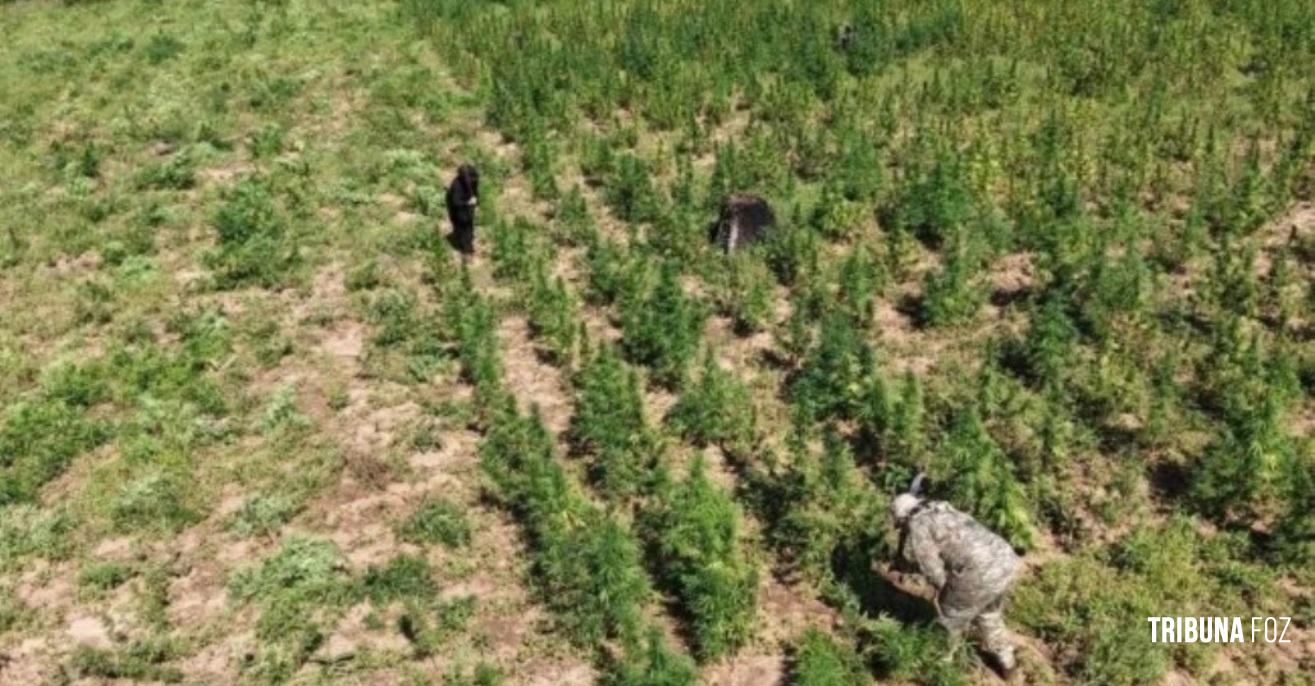 Polícia paraguaia destrói 30 toneladas de maconha em operação na fronteira Polícia paraguaia destrói 30 toneladas de maconha em operação na fronteira