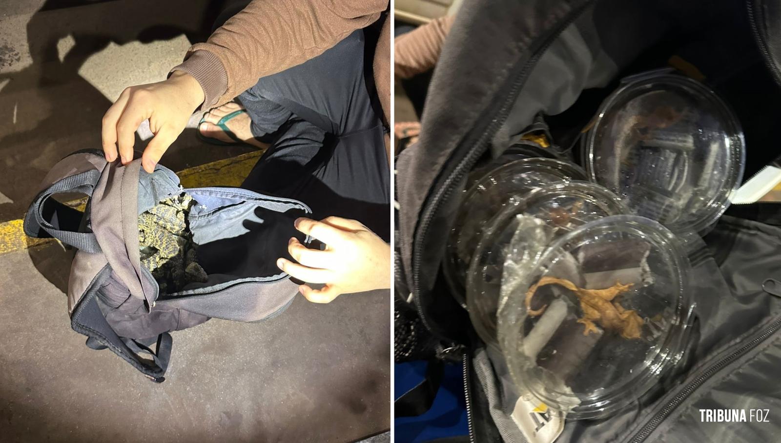 Fiscalização na Ponte da Amizade flagra transporte ilegal de animais exóticos Fiscalização na Ponte da Amizade flagra transporte ilegal de animais exóticos
