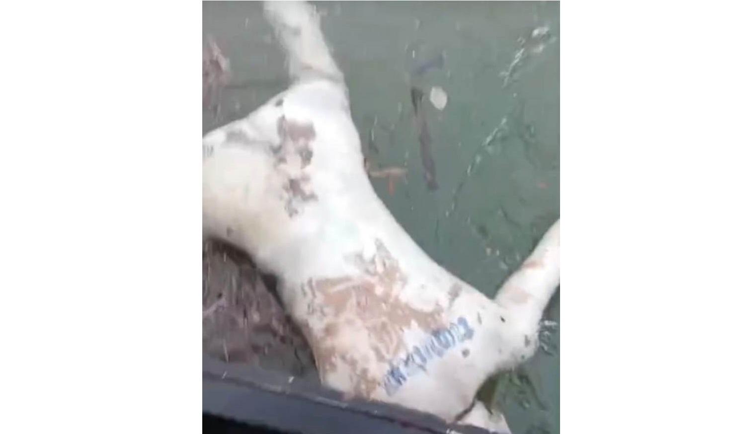 Mais um corpo é adiantado estado de putrefação é encontrado boiando no Rio Paraná Mais um corpo é adiantado estado de putrefação é encontrado boiando no Rio Paraná