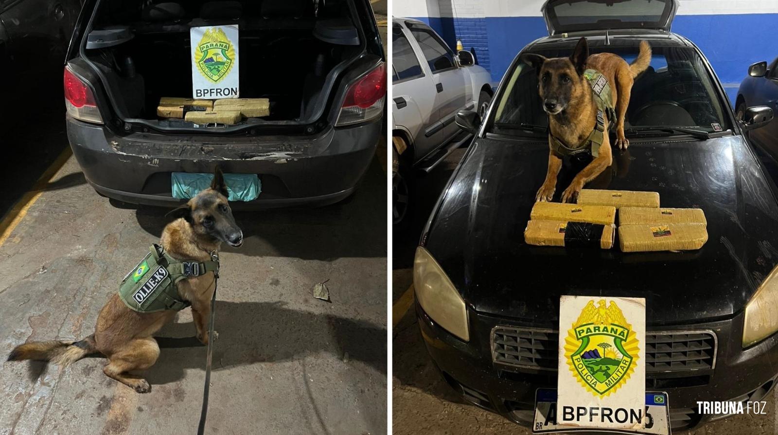 BPFRON prende trio transportando maconha em veículo após indicação de cão de faro em Marechal Cândido Rondon