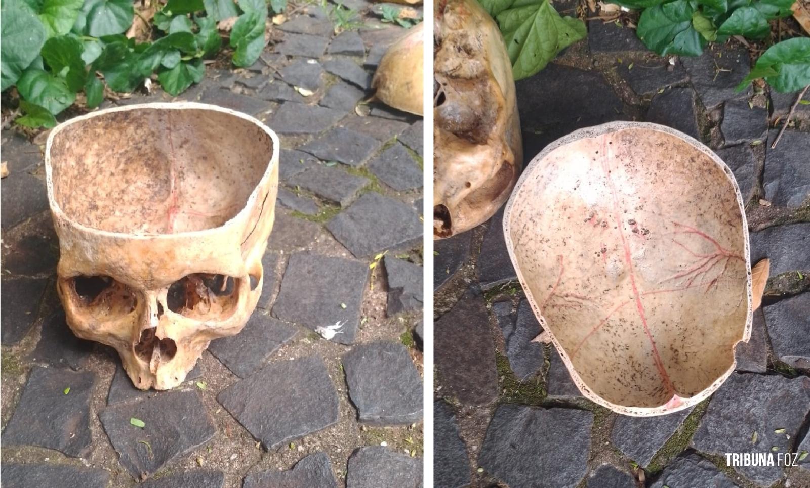 Guarda Municipal localiza crânio humano no centro de Foz do Iguaçu