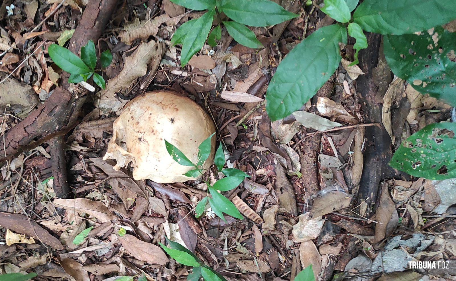 Ossada humana é encontrada por trabalhadores na região da mata verde, em Foz do Iguaçu