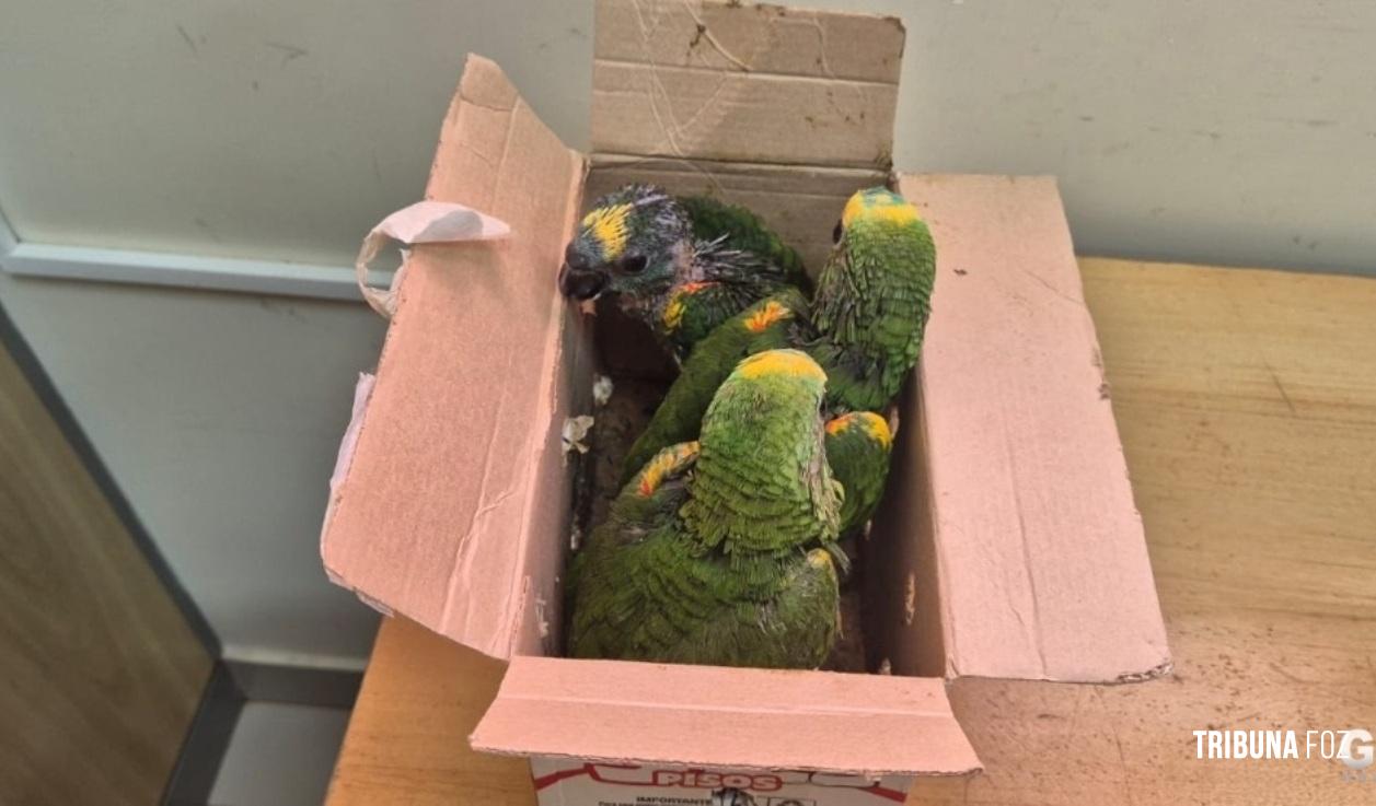 Receita Federal flagra transporte ilegal de papagaios na Ponte da Amizade