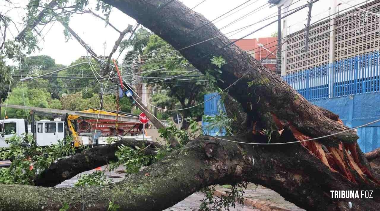 Lula sanciona lei que libera poda de árvore quando órgão público se omitir
