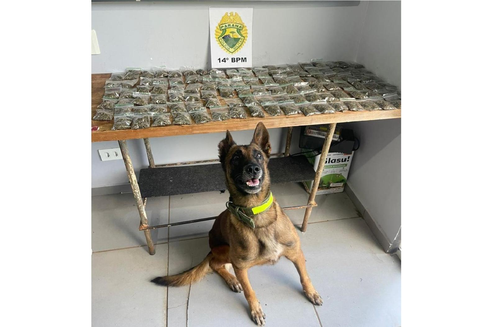 Militares do CHOQUE apreende drogas durante ação com apoio de cão em Foz do Iguaçu