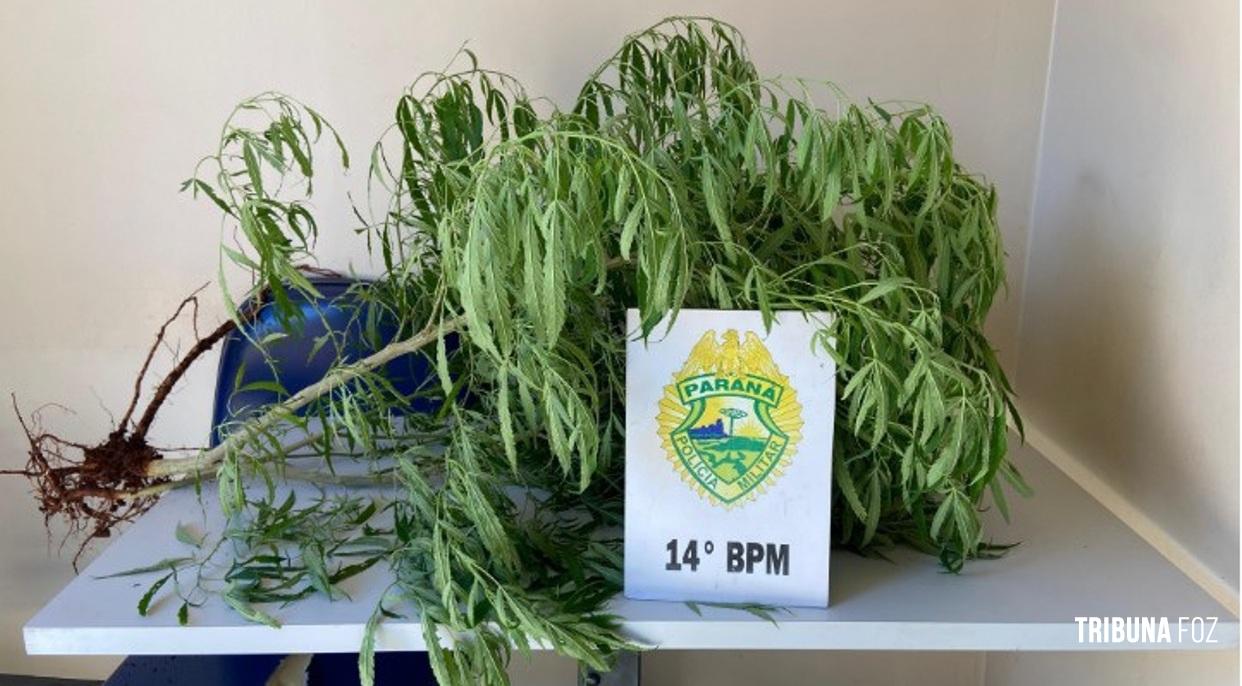 PM prende homem e apreende plantas de cannabis (maconha) em Medianeira