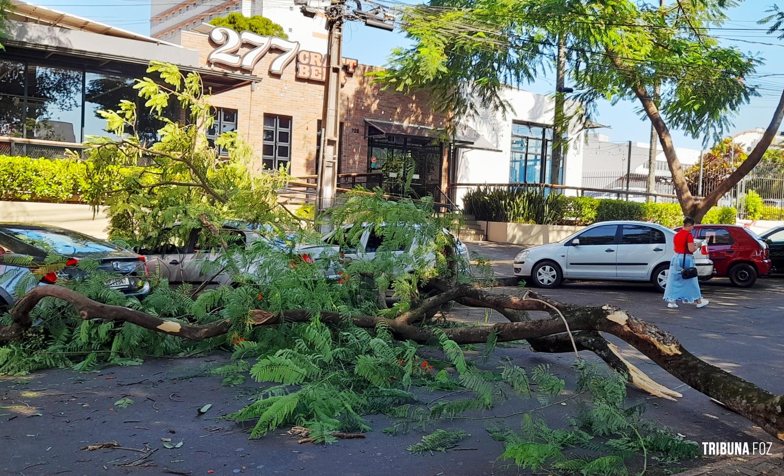 Árvore cai sobre três veículos no centro de Foz do Iguaçu