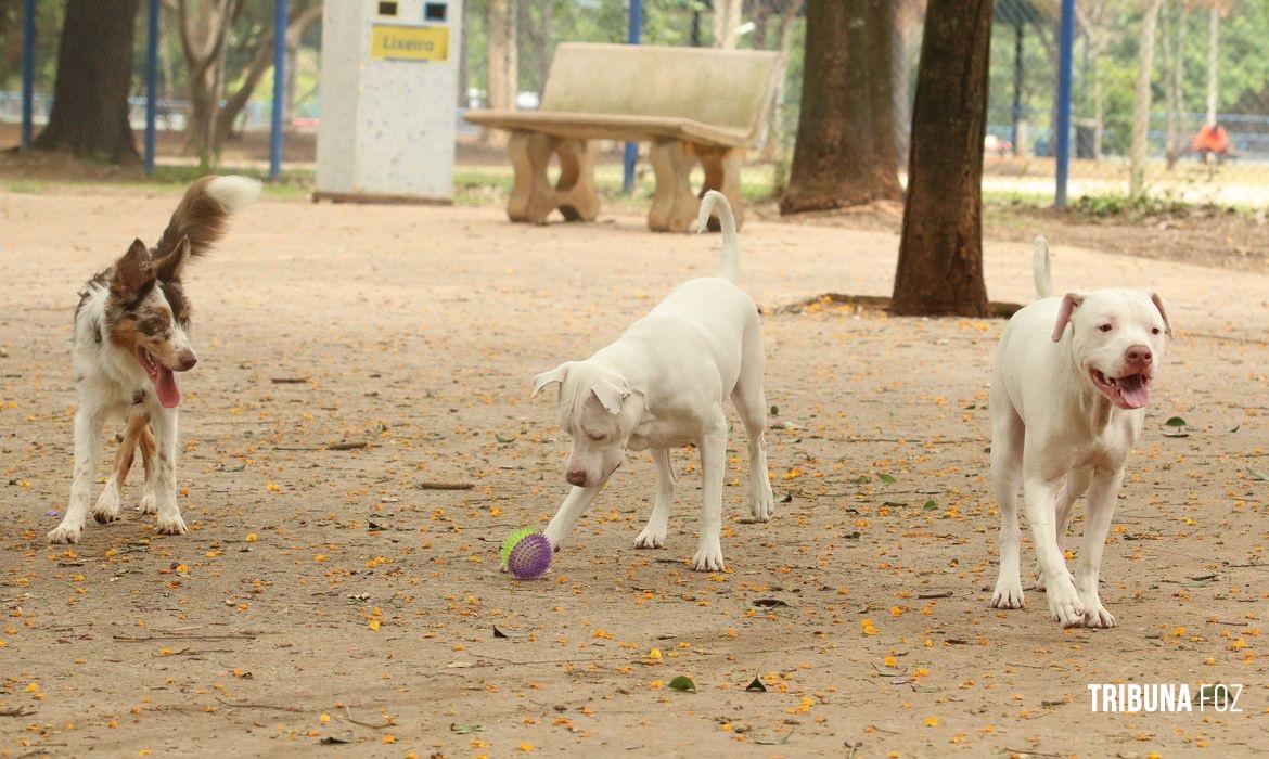 Estatuto dos Cães e Gatos prevê penas para quem maltratar animais
