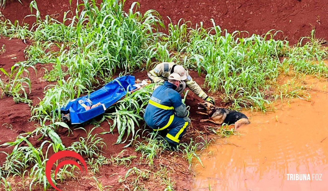 Cadela é salva pelos bombeiros na Av. Perimetral Leste