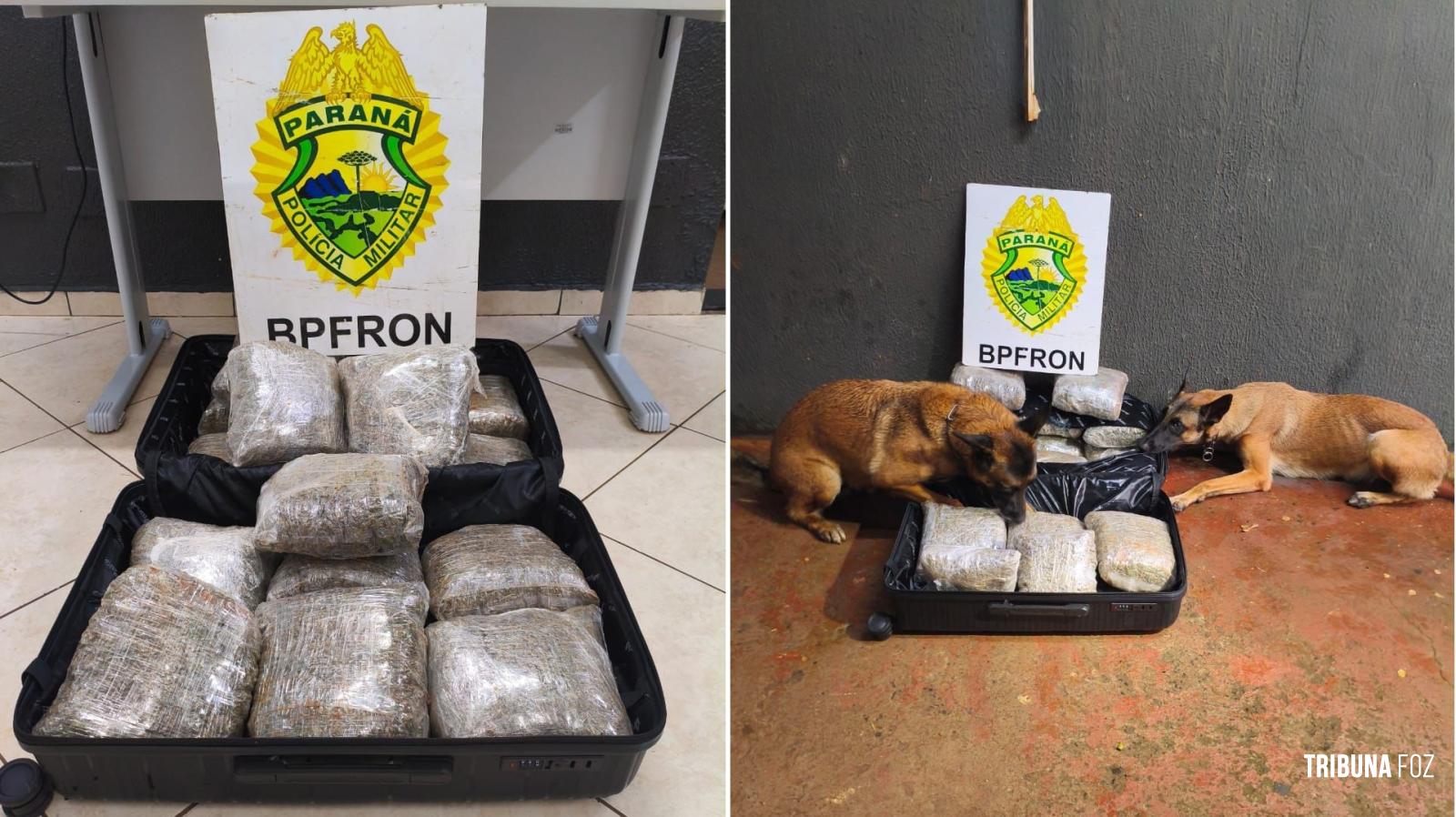 BPFRON apreende 17,5 Kg de maconha tipo capulho com auxílio de cães de faro em abordagem a ônibus em Foz do Iguaçu