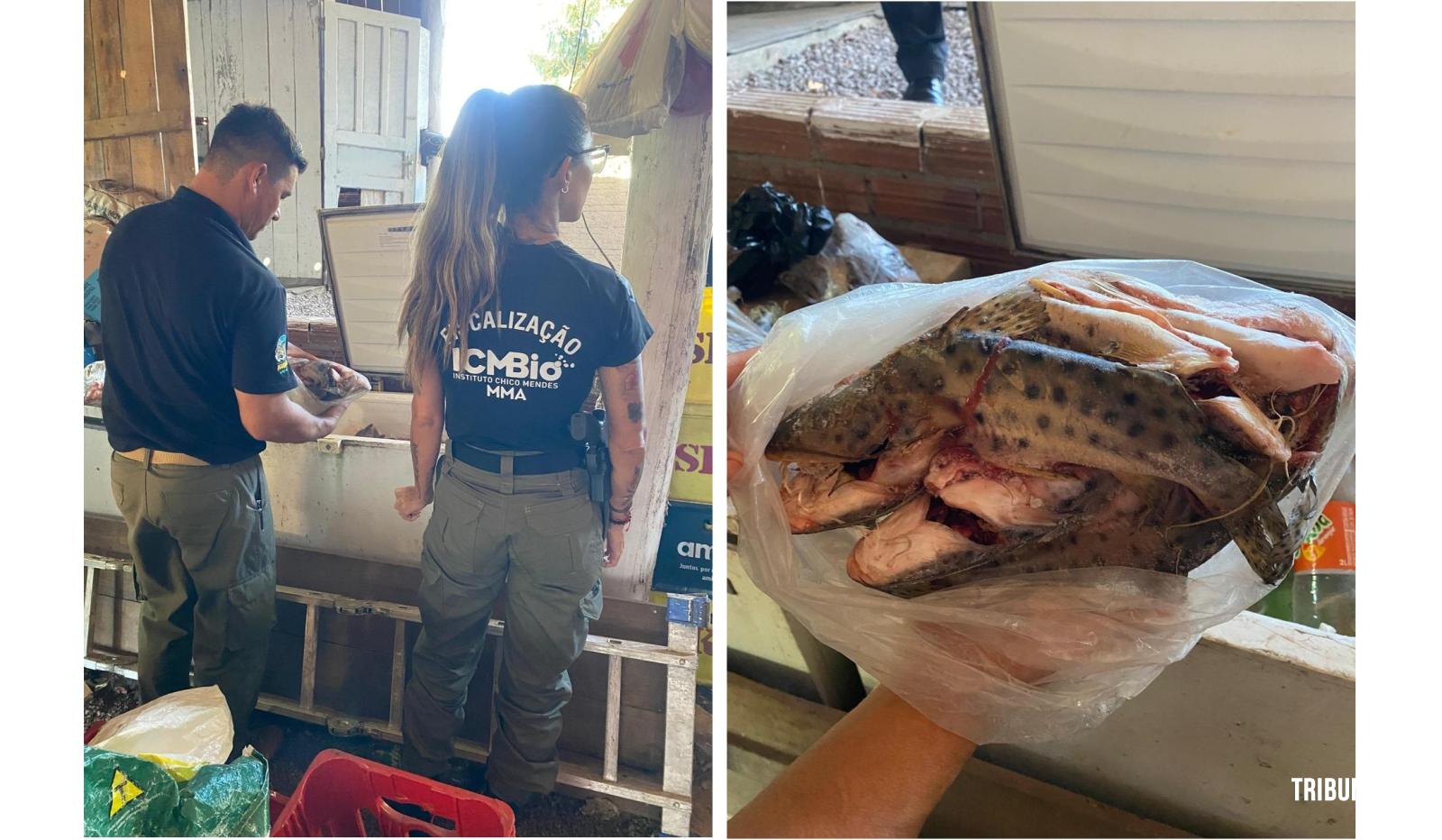 Segunda etapa de operação ambiental conjunta apreende pescado irregular em Capanema