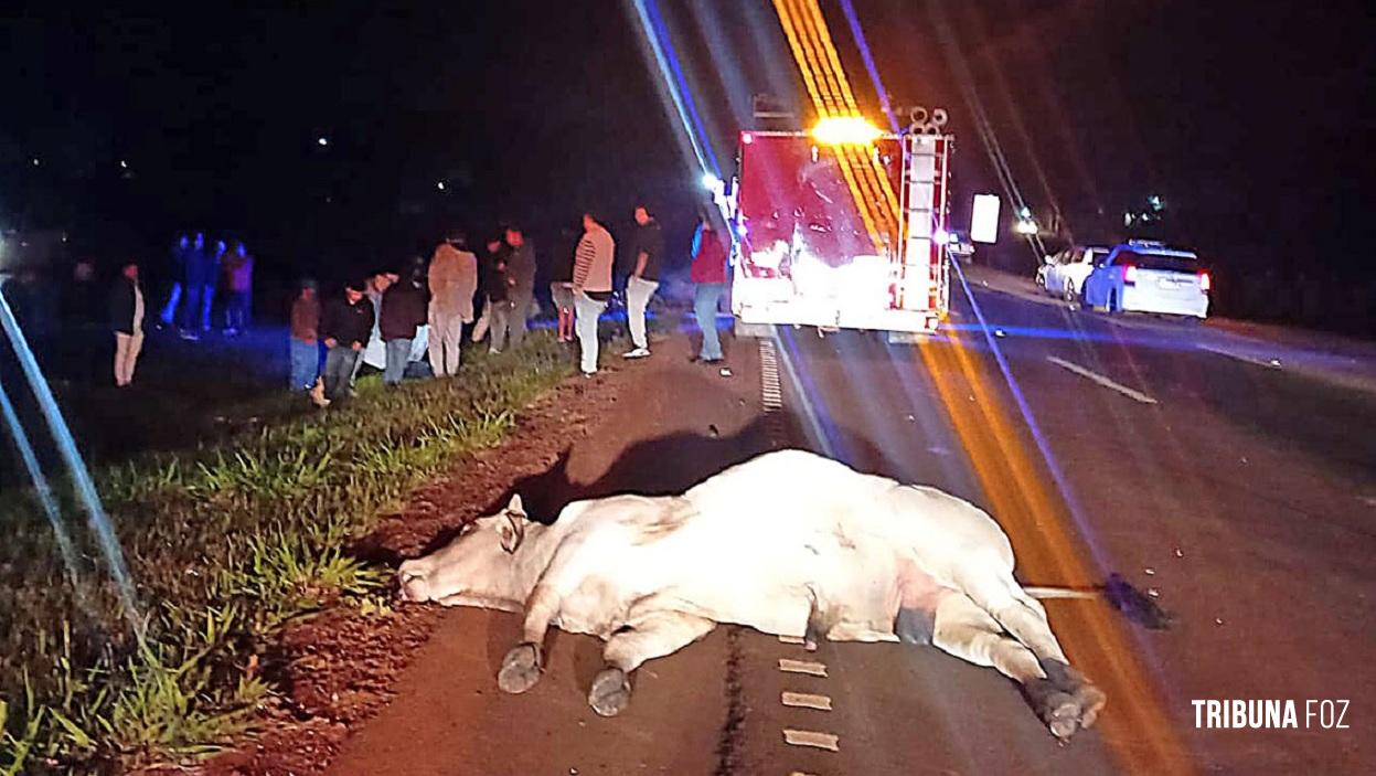 Motociclista adolescente morre após colisão com vaca na Rodovia PY-02 no Paraguai
