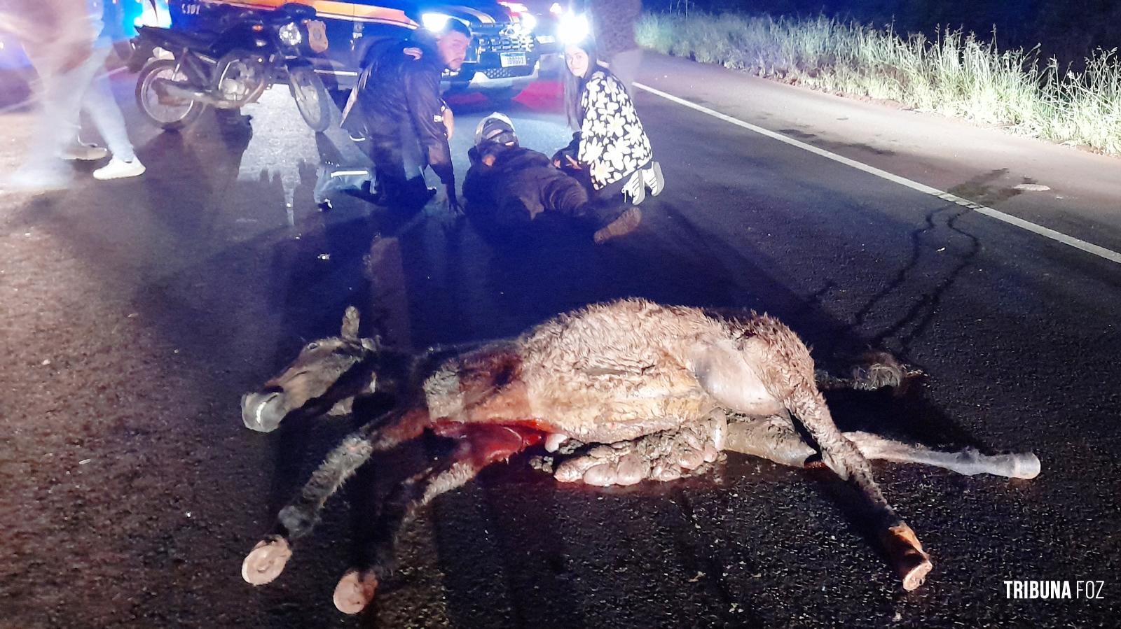 Motociclista fica ferido após colidir com cavalinho (potro) na perimetral leste; animal morreu no local