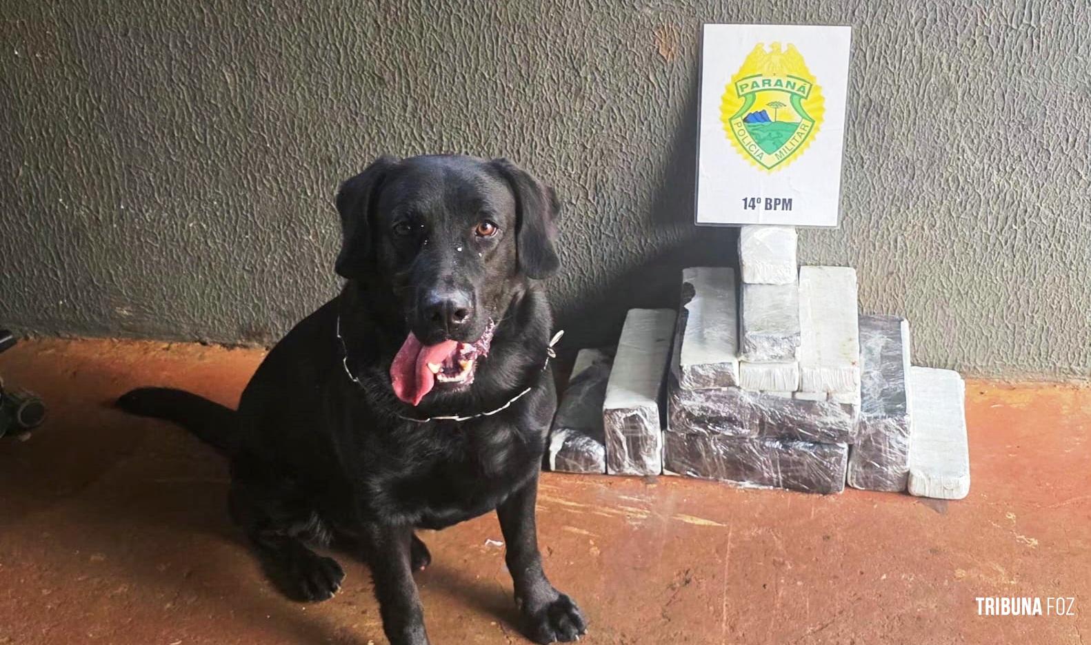 PM apreende 20,6 Kg de maconha com adolescente no Terminal Rodoviário de Foz do Iguaçu