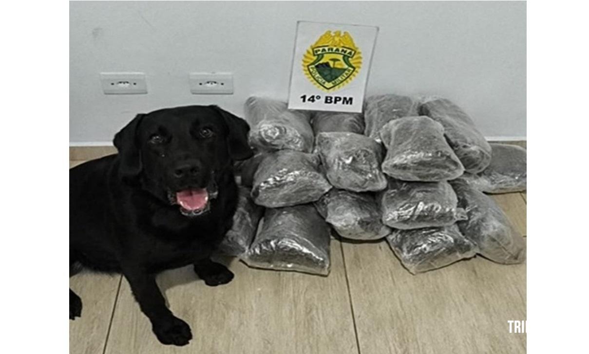 Policia Militar apreende mais de 14 Kg de maconha tipo capulho na Rodoviária de Foz do Iguaçu 