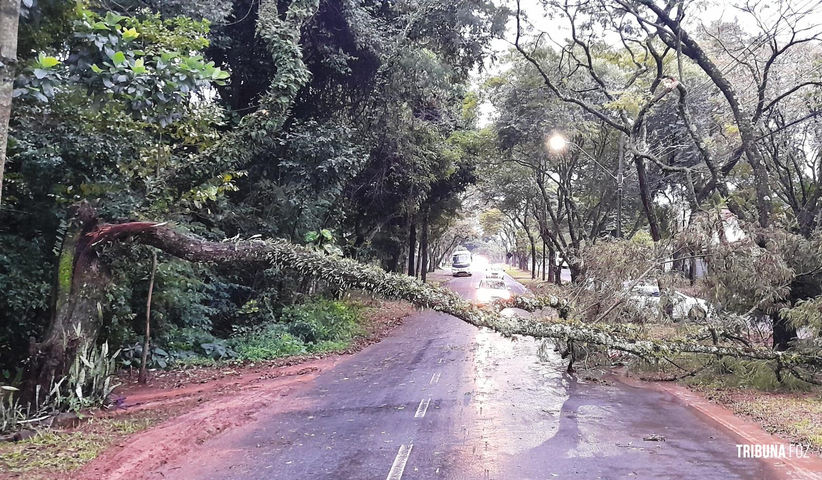 Galho de arvore interdita uma das pistas da Av. Javier Koelbel após forte chuva