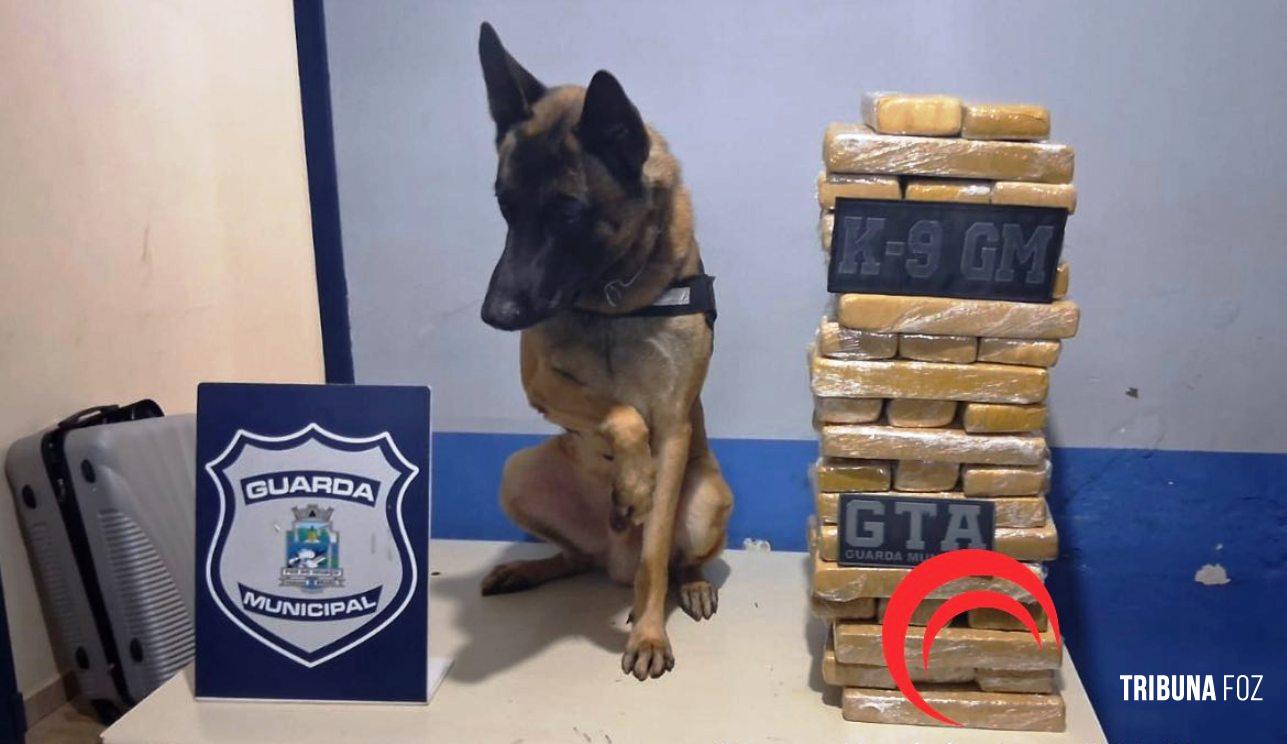 GTA e K9 da Guarda Municipal encerram viagem de dois paraguaios presos com 40 Kg de drogas em ônibus