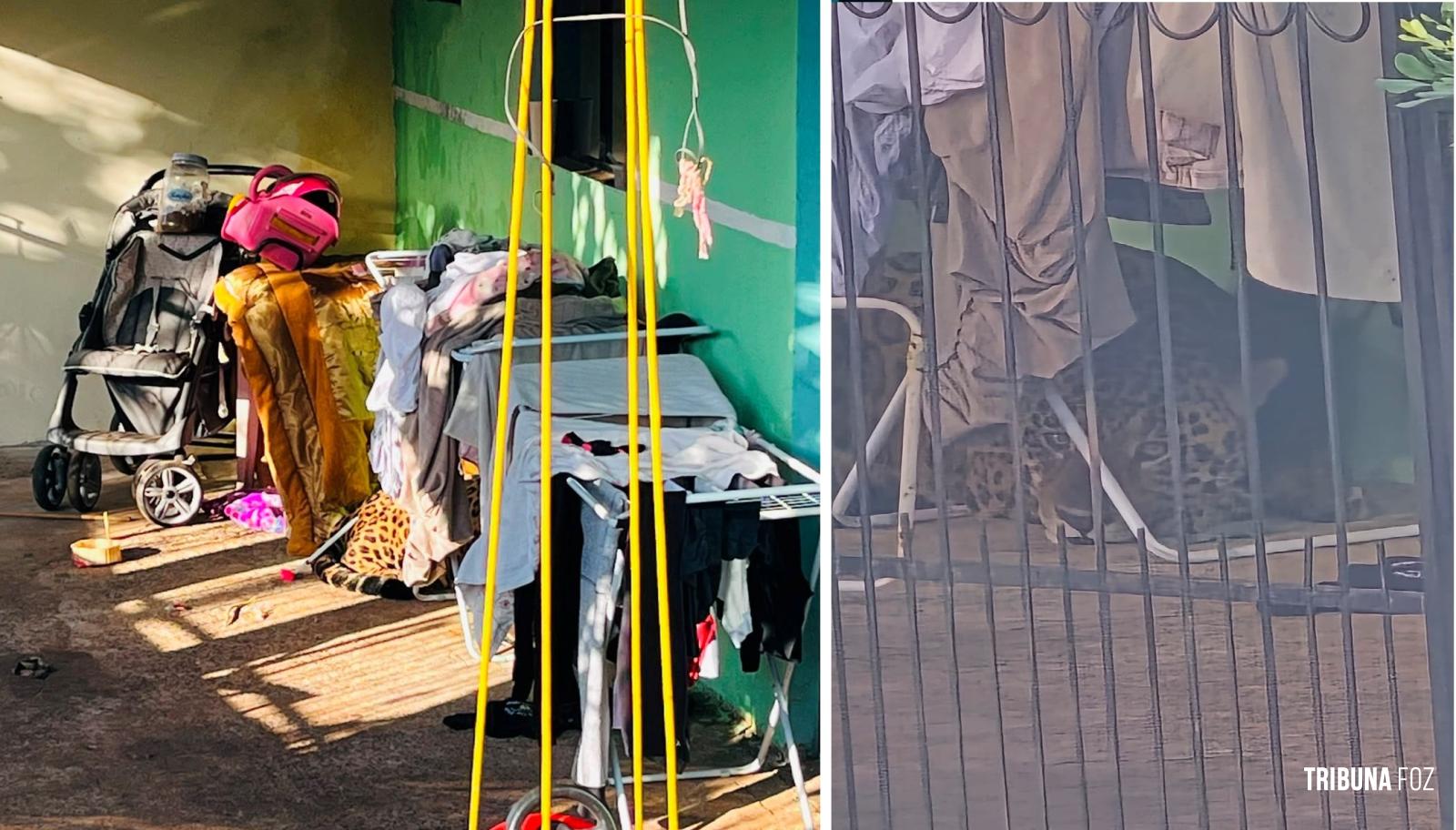 Onça Pintada é encontrada descansando embaixo de varal em Foz do Iguaçu
