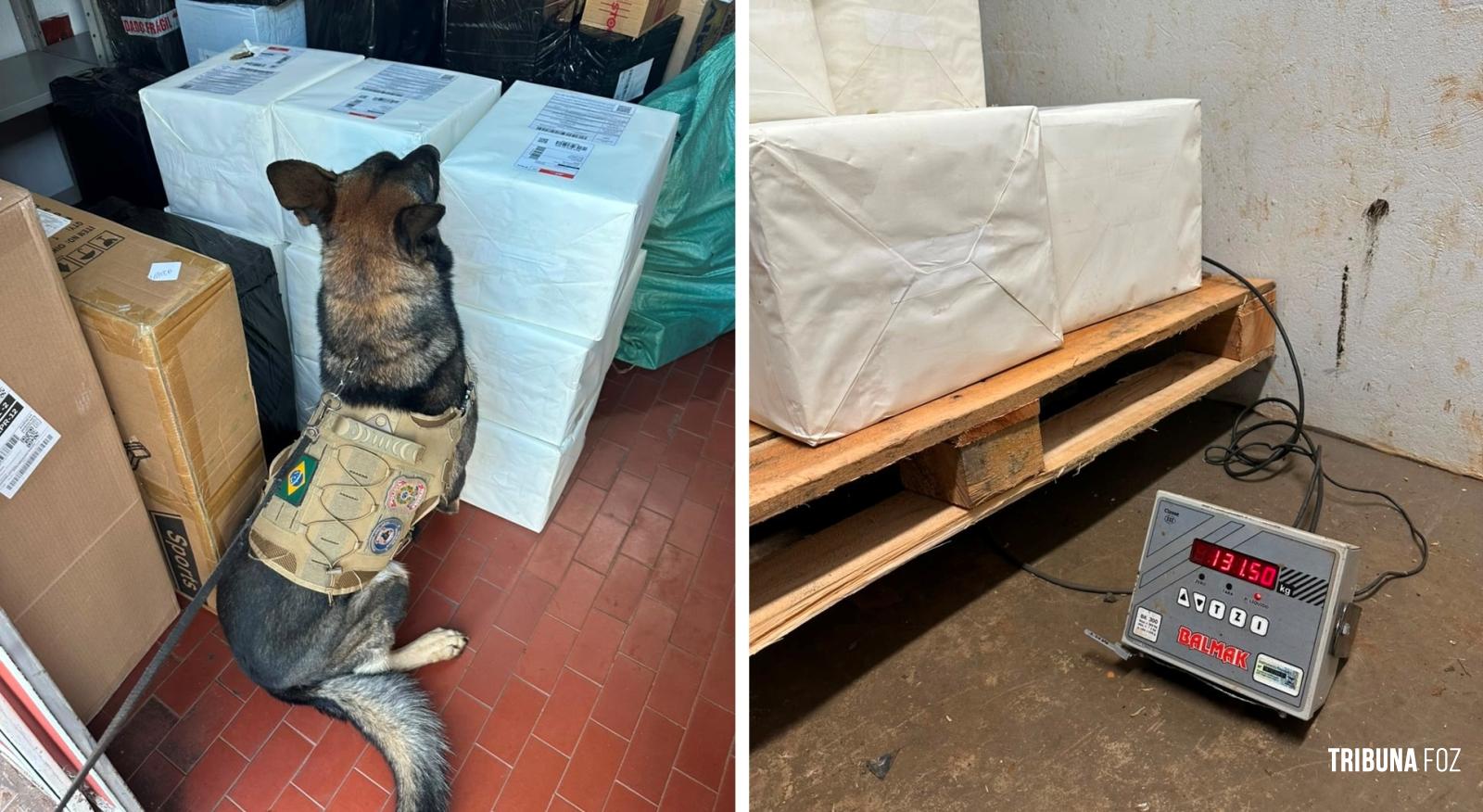 PF apreende 130 Kg de maconha com apoio de cães farejadores em Foz do Iguaçu