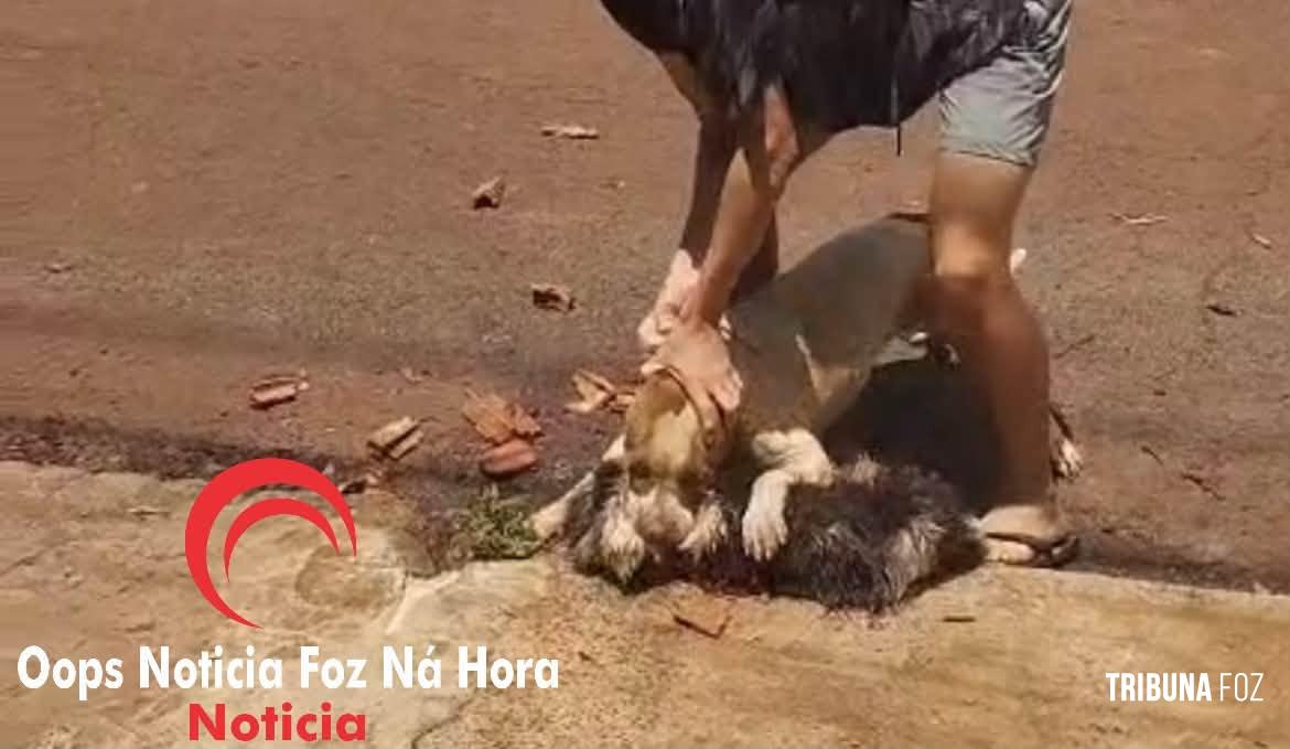 Moradores denunciam ataques de pitbull solto no bairro Jardim São Roque em Foz do Iguaçu
