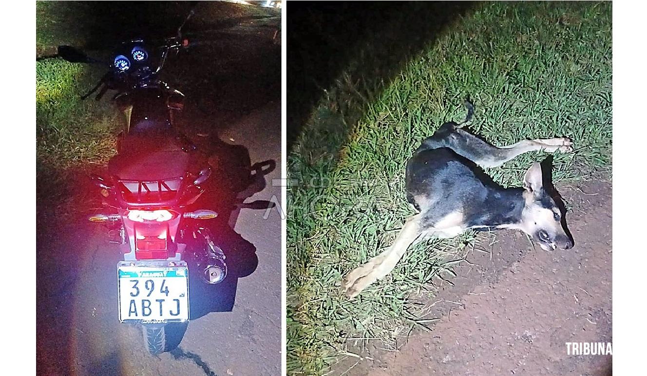 Motociclista de 16 anos morre após colisão com cachorro na Rodovia PY-02 no Paraguai