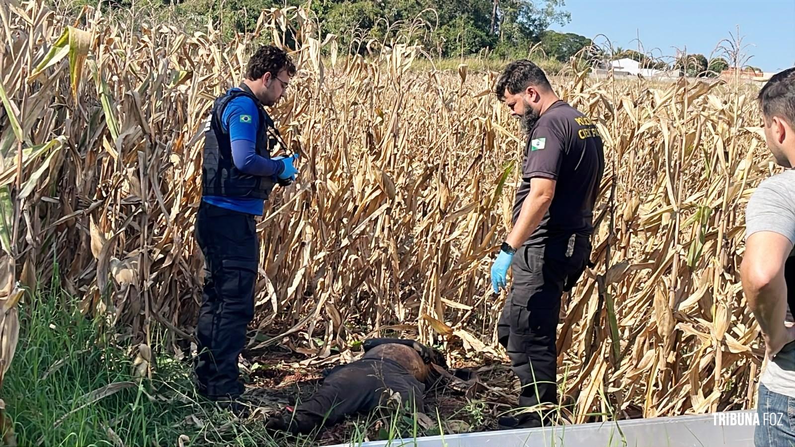 Corpo de homem é encontrado em plantação de milho durante colheita no Jardim Paraná em Foz do Iguaçu