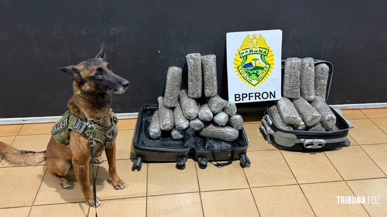 BPFRON apreende 13,3 Kg de maconha em abordagem a ônibus em Medianeira