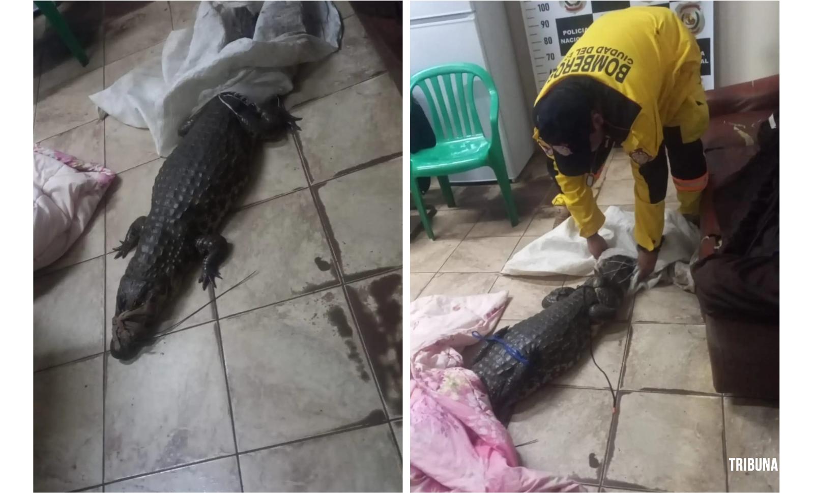 Homem é preso com jacaré vivo dentro da bolsa em Ciudad Del Este no Paraguai